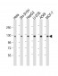 PHC3 Antibody (C-Term)